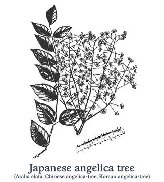 Japanese angelica tree. Vector hand drawn plant. Vintage medicinal plant sketch.
