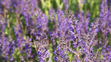 Salvia flowers in sunlight. All hues of violet: purple, mauve, lilac, electric, grape color. Selective focus. 16:9