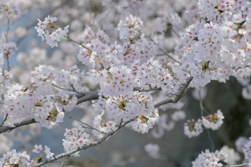 恩田川の桜-1