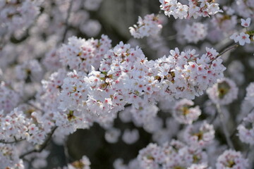 恩田川の桜-2