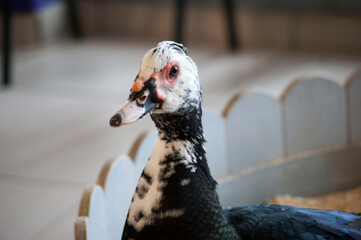 A curious mottled duck poked its head out.