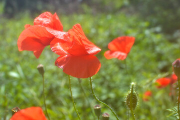 Fototapeta na wymiar Flowers red poppies blossom on wild field. Soft focus effect.