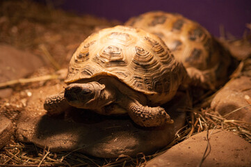 Turtle basks under the lamp