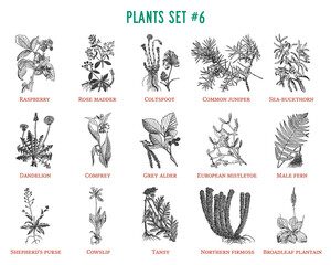 Vector hand drawn plants set © Aleks Taurus