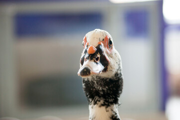 Curious duck. Pied duck head close-up.
