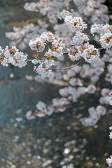 恩田川の桜-5