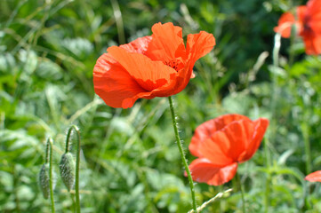 Flowers red poppies blossom on wild field.