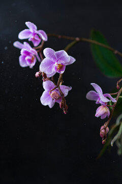 Purple Orchid flowers group, open and buds at peak flowering with plain, black background. Interior vertical photo, studio art image, copy space.