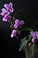 Fototapeta na wymiar Purple Orchid flowers group, open and buds at peak flowering with plain, black background. Interior vertical photo, studio art image, copy space.