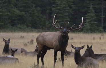 Bull Elk Bellows Challenge in Autumn Rut Season in Banff, Alberta, Canada