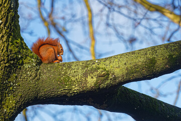 A red squirrel eats on a branch. Red squirrels occupy boreal, coniferous woods. In western and southern Europe they are found in broad-leaved woods.