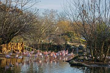 Flamingos in their pool in Parc de la Tete d'Or, a huge park in Lyon city center