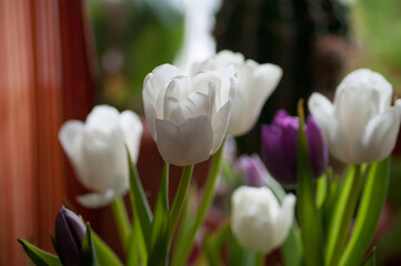 Spring bouquet of white and purple tulips close-up.