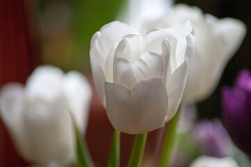 Spring bouquet of white and purple tulips. White tulips close-up.