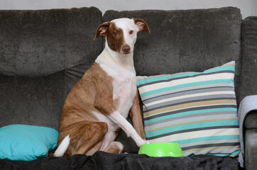 dog asking for food sitting on the sofa