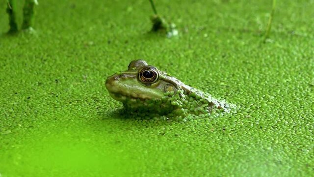 A green frog in a green swamp is watching