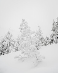 Obraz na płótnie Canvas Beautiful snowy forest in the polish mountains