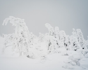 Frozen trees in a winter forest 