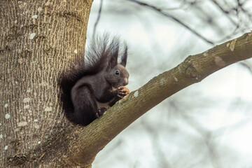 A dark brown European squirrel sitting on a branch