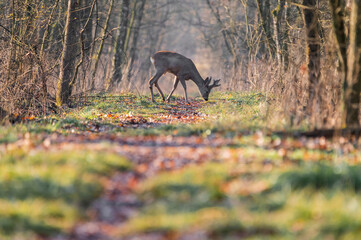 Roe deer in colorful forest in the morning light