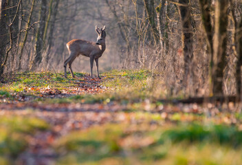 Roe deer in colorful forest in the morning light © Kozma