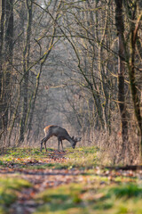Obraz na płótnie Canvas Roe deer in colorful forest in the morning light