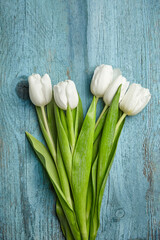 White flowers, fresh tulips on light blue wooden background