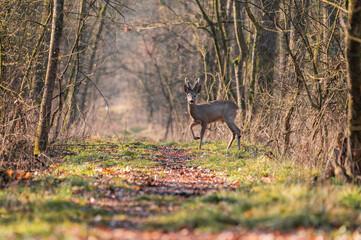 Roe deer in colorful forest in the morning light