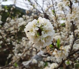 White cherry blossom in spring 