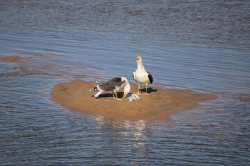 deux oiseaux goéland sur une ile déserte de sable