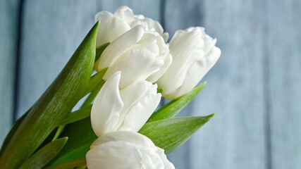 Flowers, white tulips on light blue wooden background