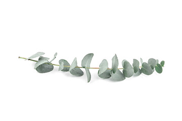 Eucalyptus leaves isolated on white background. Green eucalyptus foliage © mikeosphoto