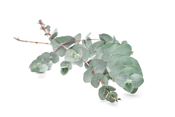 Eucalyptus leaves isolated on white background. Green eucalyptus foliage