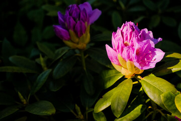 The beginning of flowering buds on the bushes of Rhododendron in warm spring days.Spring flowering. Close-up on the petals of a pink-purple rhododendron flower.