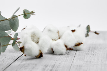 White cotton flowers and green eucalyptus leaves on grey wooden background
