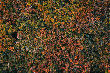 Green and autumn leaves backgrounds.