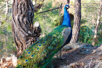 Obraz premium Wild colorful peacock in pine forest, sunny day. Peafowl or pavo, afropavo, phasianidae