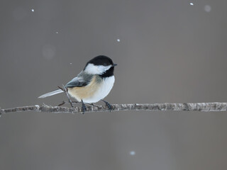 Black-capped Chickadee Closeup Portrait on Snowy Day in Winter on Gray Background