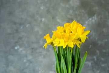 Yellow daffodils on grey background. Spring easter concept. Copy space. Greeting card. 
