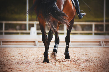 The legs of a bay horse with a rider in the saddle, stepping hooves on the sand in an outdoor arena...