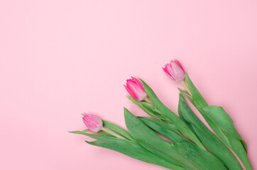 Pink tulips on the pink background. Flat lay, top view. Valentines background, mock up.