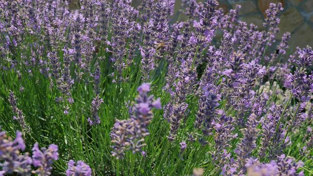 Lavender flowers pollinated by honey bees, buzz on the blooming field in summer sunshine