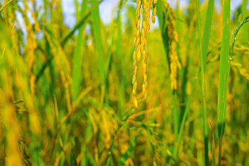 Golden of rice ears