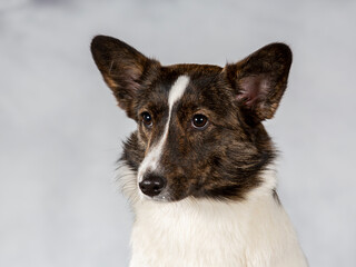 Cute dog posing for camera in a studio. Corgi looking dog.