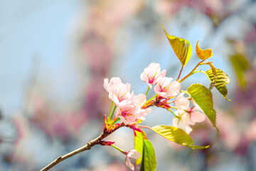 Sakura (japanese cherry) branch against rich blue sky.