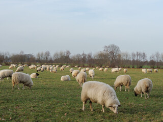 Schafe im Münsterland