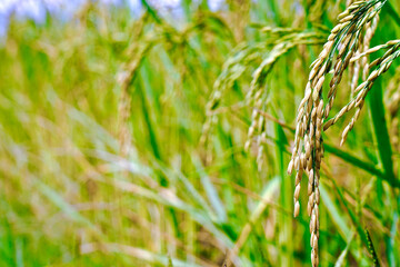 Yellow of the rice field 