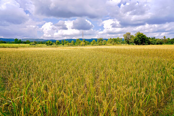 Natural of the rice field