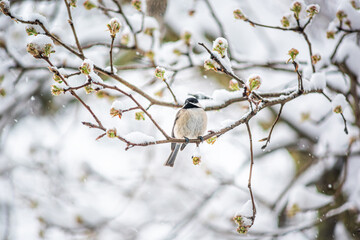 Small one black-capped chickadee, poecile atricapillus, tiny tit bird perching closeup on tree branch in Virginia during winter snow weather cherry flowers
