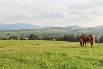 Fototapeta na wymiar Horses on the grass on the mountain Zlatibor, Serbia. Beautiful landscape and view of mountain nature.